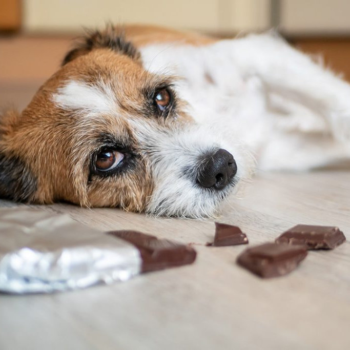Por que cães não devem comer chocolate?