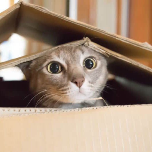 Como manter seu gato feliz dentro de casa