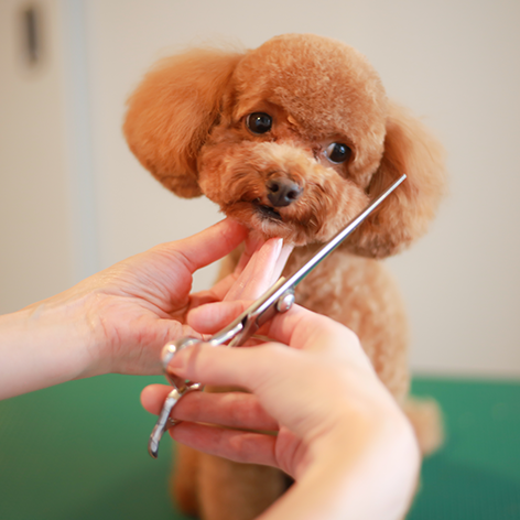 Os benefícios da tosa regular para cães
